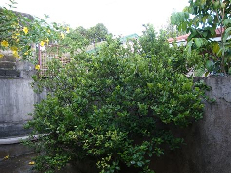 Calamansi plant/tree at our backyard | Garden yard ideas, Plants, Garden and yard