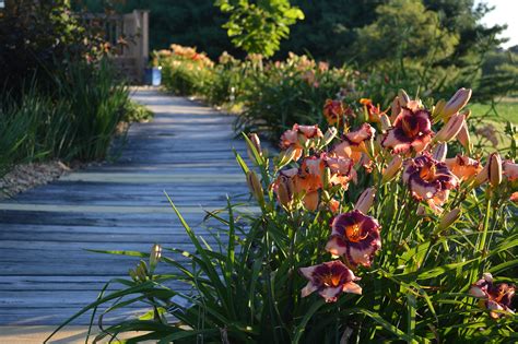 Daylily gardens in Central City, Iowa, bloom in kaleidoscope of color – Homegrown Iowan