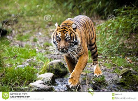 Large Tiger in the Wild is on the Hunt. Stock Image - Image of feline, gaze: 84341439