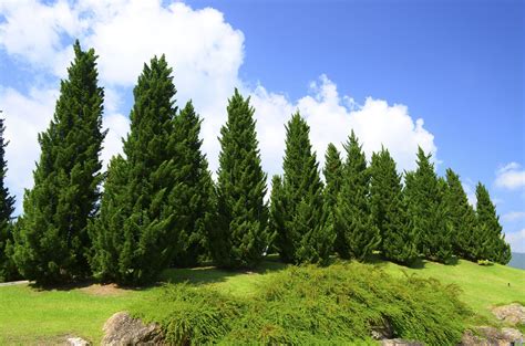 What Is A Cedar Pine: Tips On Planting Cedar Pine Hedges | Growing tree, Plants, Evergreen plants