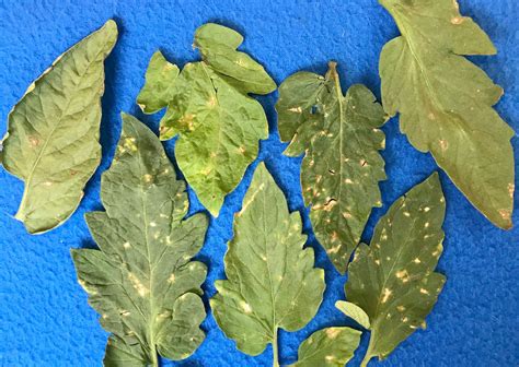 Stemphylium (gray) leaf spot of Tomato | Vegetable Pathology – Long ...