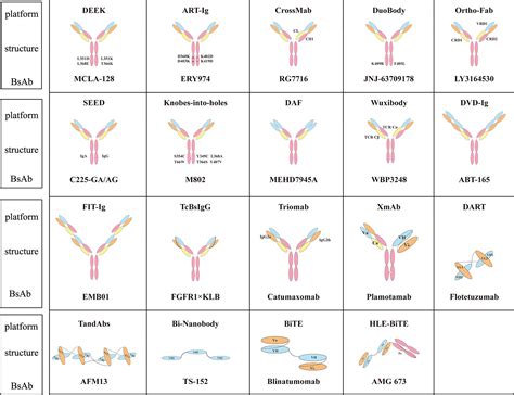 Frontiers | Bispecific Antibodies: From Research to Clinical Application