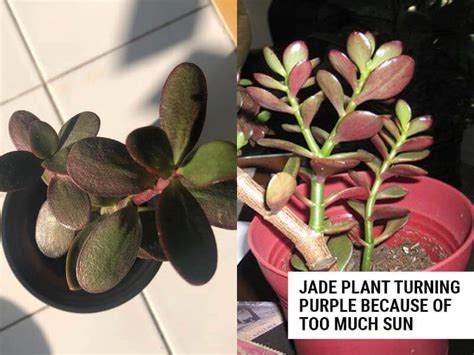 6 Reasons Why Jade Plant Turns Purple (And How To Fix It) – World of Garden Plants