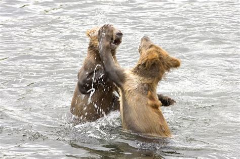 Alaska brown bears | Brown bear cubs playing, Alaska Region … | Flickr