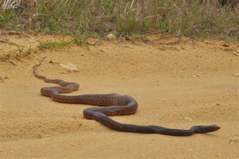 Eastern Coachwhip Snake | Florida Backyard Snakes