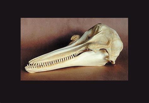 Bottlenose Dolphin Skull Replica - Skeletons and Skulls Superstore