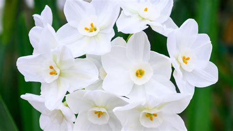 7 Flowering Paperwhite Varieties for Indoor Winter Gardens