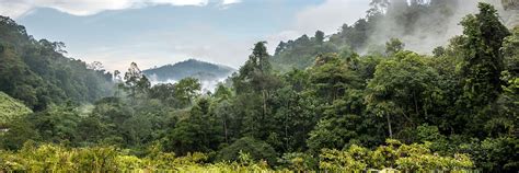 Visit Taman Negara National Park | Tailor-Made Trips | Audley Travel