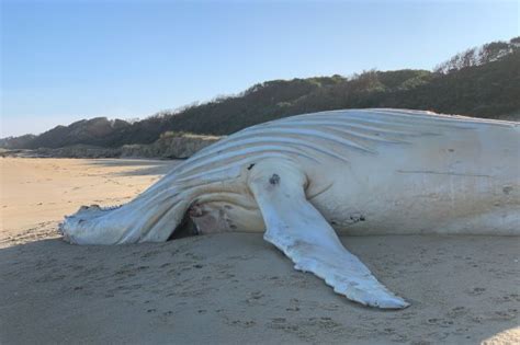 Experts still hope for Migaloo sighting after white whale carcass ...