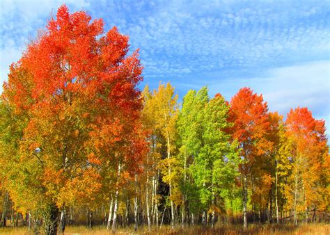 Download Colorful Tree Birch Nature Forest HD Wallpaper