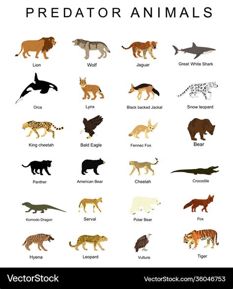 Predator animals set isolated Royalty Free Vector Image