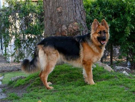 King Shepherd - Temperament, Lifespan, Shedding, Puppy