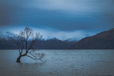 That Wanaka Tree is gorgeous up close and personal, even in winter ...