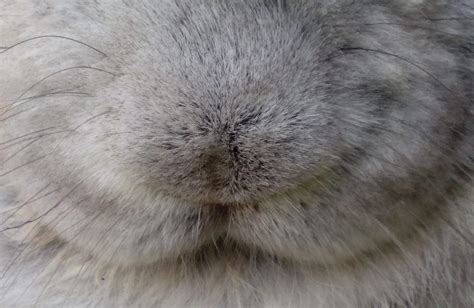 Closest of close ups. Adorable bunny nose. | Cute bunny, Funny cute, Adorable