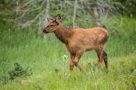 Baby Elk Calf Nursing on Mother Elk Colorado Stock Image - Image of ...