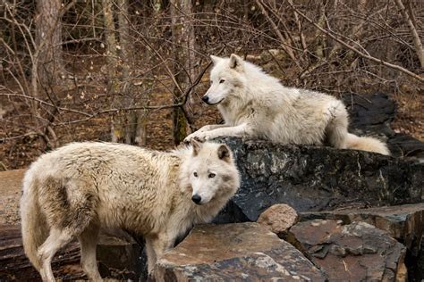 International Wolf Center | Explore Minnesota