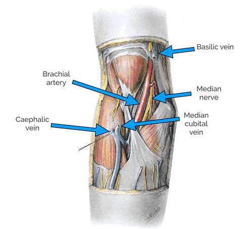 Cubital Fossa | Borders, Contents, Veins | Geeky Medics