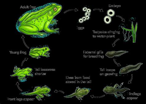 Frog life cycle | Illustration used in Gr 4-6 Natural Scienc… | Flickr