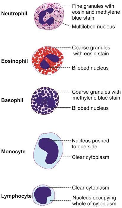 Types Of White Blood Cells (Leukocytes) With Functions And, 54% OFF