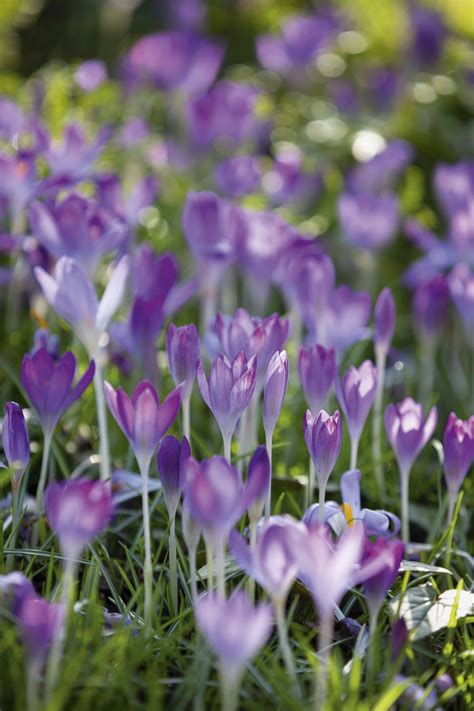 How to plant, grow and care for crocus for a beautiful spring lawn