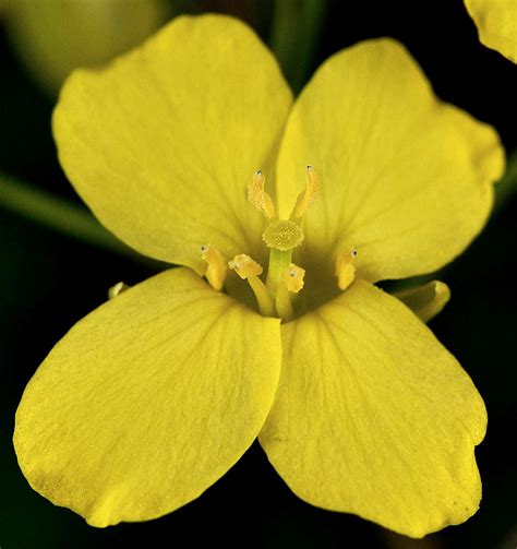 Brassica oleracea (cabbage): Go Botany