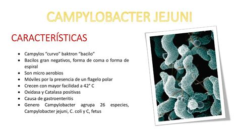 Campylobacter Jejuni | Rodrigo Rodriguez | uDocz