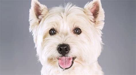 West Highland White Terrier History & Training/Temperament - American Kennel Club