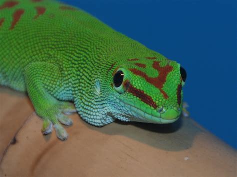 The Online Zoo - Madagascar Day Gecko