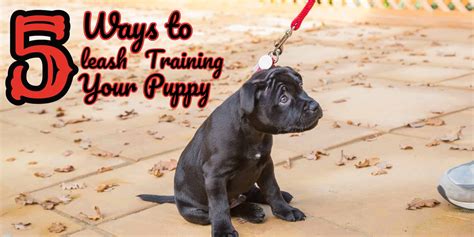 5 Way to Leash Training Your Puppy