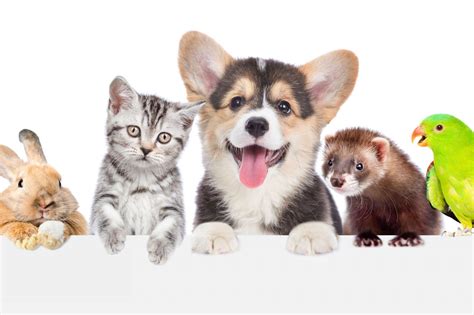 Cutest Pet Photo Contest - PHOENIX magazine