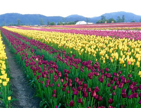 Abbotsford Tulip Festival | Lakeland Flowers, 39171 No 4 Road ...