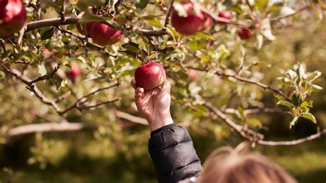 These Are Our Top Tips for Apple Picking