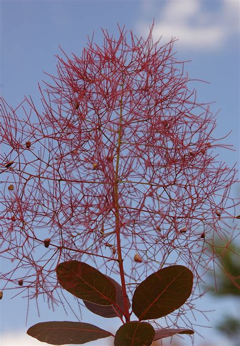 Cotinus coggygria 'Royal Purple' | Landscape Plants | Oregon State ...