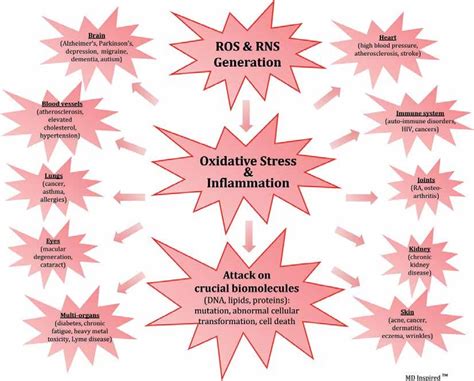 Oxidative stress and inflammation and their effects on different organs ...