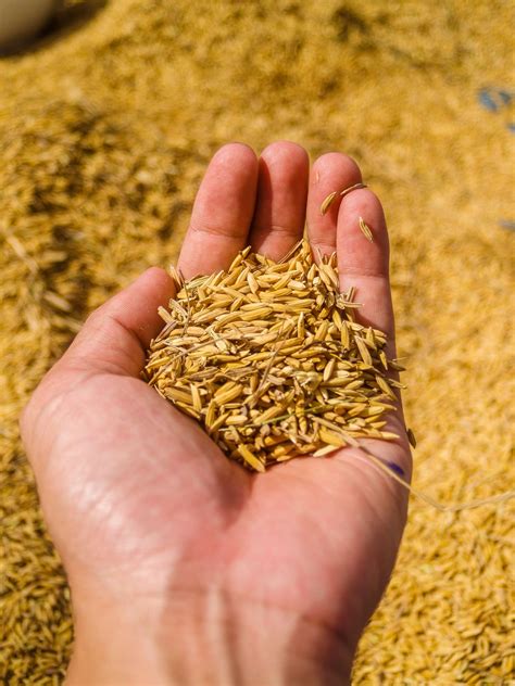 Jasmine Rice Seed In Farmer Hand Free Stock Photo - Public Domain Pictures