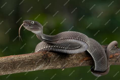 Premium Photo | Black mangrove pit viper closeup on branch