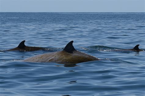 Beaked Whale Shatters Record With 3 Hour 42 Minute Dive - The New York Times