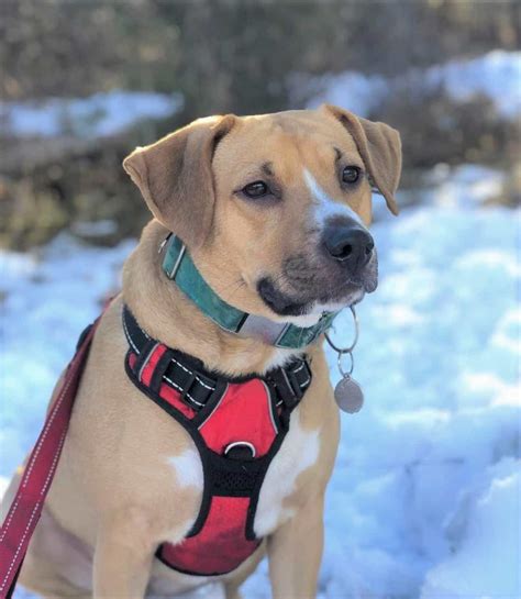 Black Mouth Cur Lab Mix: A Loyal Labrador Mix You Will Love