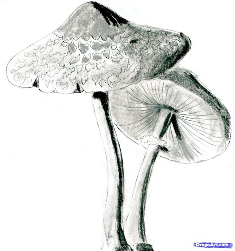 How to Draw Realistic Mushrooms, Step by Step, Realistic, Drawing Technique, FREE Online Drawing ...