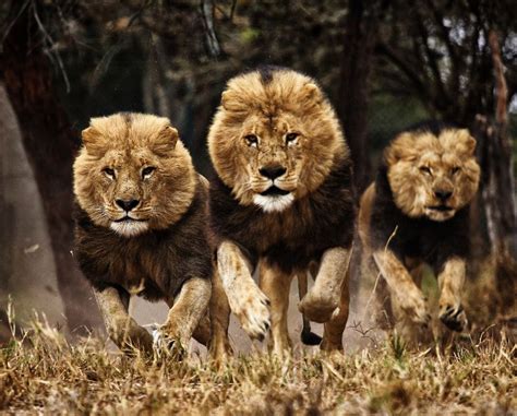 Lion Run! by Hemant Buch | 500px | Lions, Lion, Animals beautiful