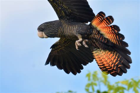 New red-tailed black cockatoo subspecies discovered in WA - Aviculture Hub