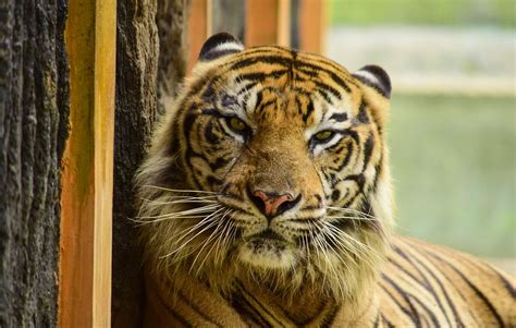 42 Animals Rescued From ‘Tiger King’ Zoo In Oklahoma Now At Sanctuary ...