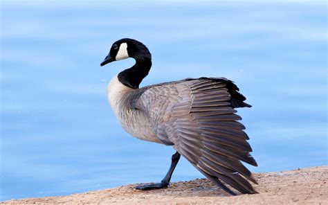 Canada Goose | Audubon Field Guide