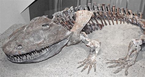 Eryops megacephalus (fossil amphibian) (Lower Permian; Tex… | Flickr