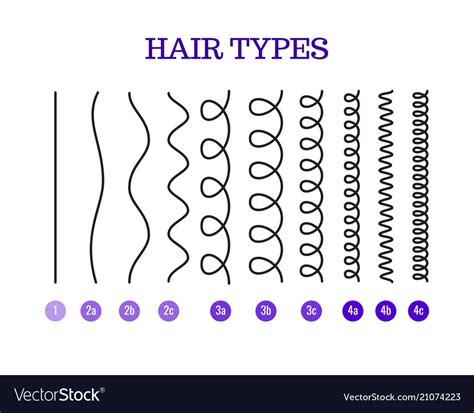 A hair types chart Royalty Free Vector Image - VectorStock