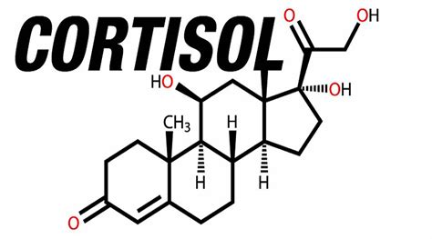 Cortisol - Levels, Function, High Cortisol Symptoms, Cortisol Test