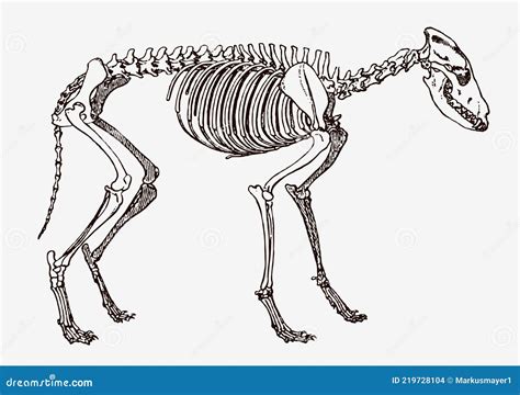 Esqueleto De Lobo Canis Lupus En Vista De Perfil Ilustración del Vector - Ilustración de maduro ...