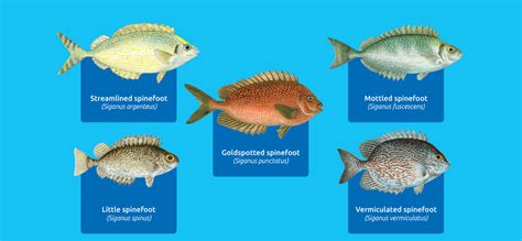 Rabbitfish | SPC Coastal Fisheries and Aquaculture - CBFM