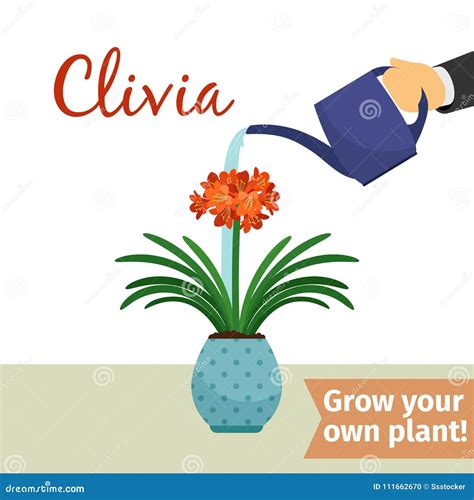 Hand watering clivia plant stock vector. Illustration of branch - 111662670