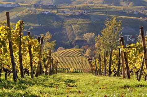 Moscato Vineyards in Calosso, Asti, Piemonte (photo by Tünde Gai ...
